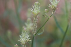 Ptilotus polystachyus
