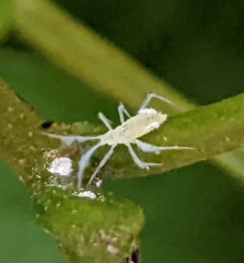 Euceraphis