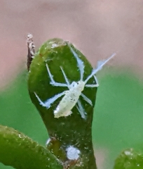 Euceraphis