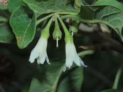 Iochroma