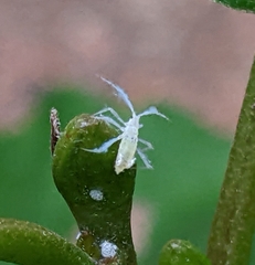 Euceraphis