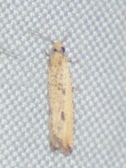 Bactra