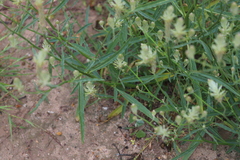 Ptilotus polystachyus