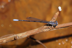 Argia hinei
