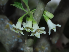 Iochroma