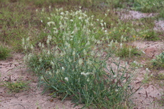 Ptilotus polystachyus