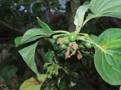 Iochroma