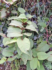 Reynoutria sachalinensis