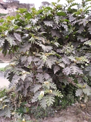 Solanum chrysotrichum