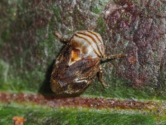 Clastoptera obtusa