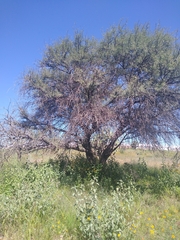 Prosopis juliflora