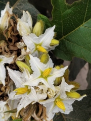 Solanum chrysotrichum
