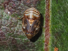 Clastoptera obtusa