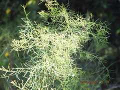 Euthamia caroliniana