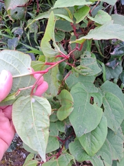 Reynoutria sachalinensis