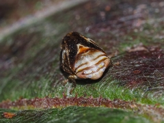 Clastoptera obtusa