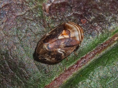 Clastoptera obtusa