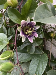 Passiflora alata × caerulea