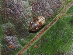 Clastoptera obtusa
