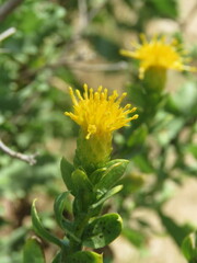 Hazardia squarrosa