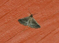 Tetanolita mynesalis