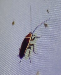 Pseudomops septentrionalis