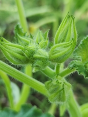 Cucurbita moschata