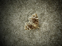 Lobogonodes multistriata
