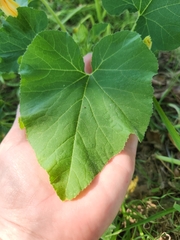 Cucurbita moschata