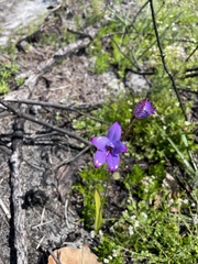 Elythranthera brunonis