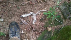 Salvadora lemniscata