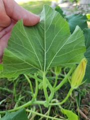 Cucurbita moschata