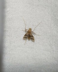 Psectrotanypus dyari