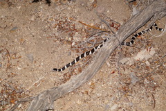 Lampropeltis californiae