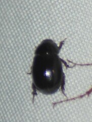 Hybosorus illigeri