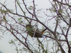 Chloropicus fuscescens