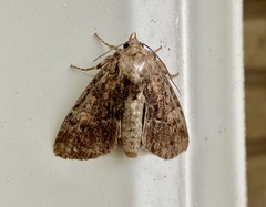 Antapamea conciliata