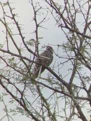 Chloropicus fuscescens