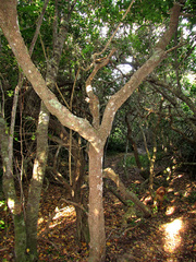 Afrocanthium mundianum
