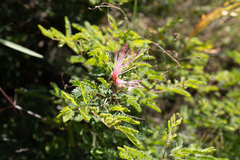 Calliandra eriophylla