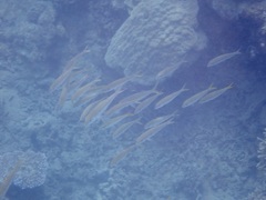 Mulloidichthys flavolineatus