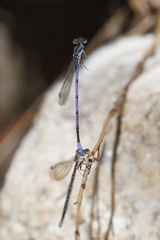 Argia hinei