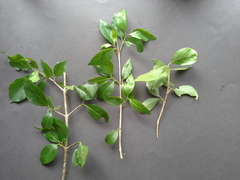 Afrocanthium mundianum