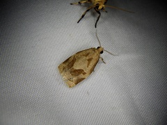 Archips nigricaudana