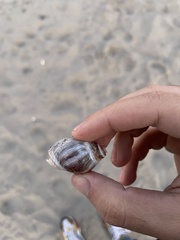 Buccinastrum deforme