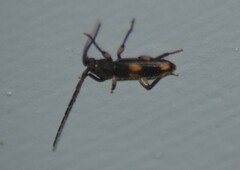 Tylonotus bimaculatus