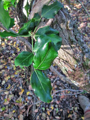 Afrocanthium mundianum