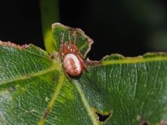 Araniella displicata