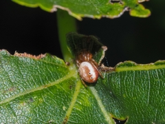 Araniella displicata