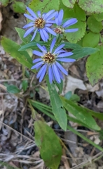 Eurybia spectabilis